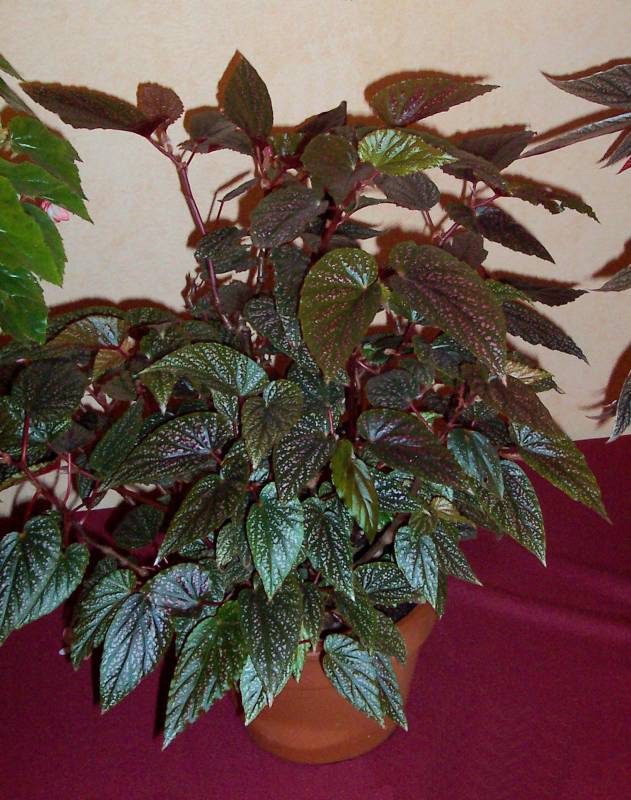 B. ‘Benigo’